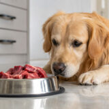 Is Beef Dog Food Good for Dogs? Pros and Cons