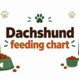 Dachshund feeding chart