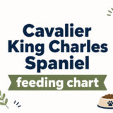 Cavalier King Charles Spaniel feeding chart