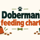 Doberman feeding chart
