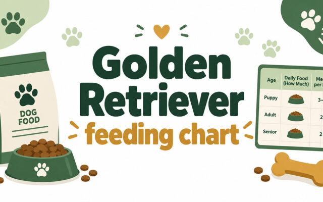 Golden Retriever feeding chart