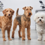 Wavy Hair Dog Breeds: Gorgeous Coats to Admire