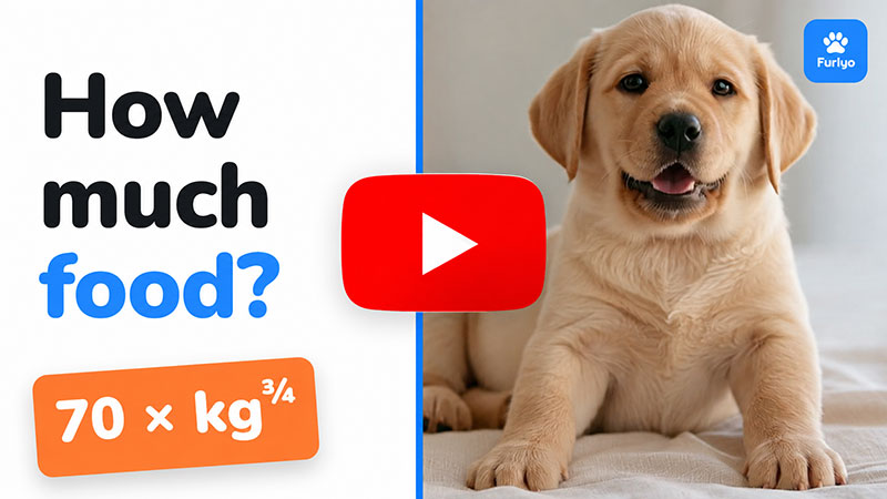How much should you feed your puppy? Furlyo feeding guide video